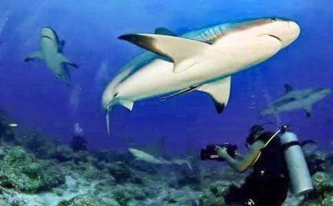 鯊魚作文600字(通用19篇)