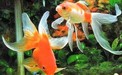 金魚童話作文(通用24篇)