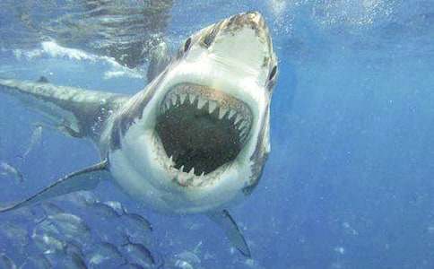 有關(guān)鯊魚(yú)作文(通用21篇)