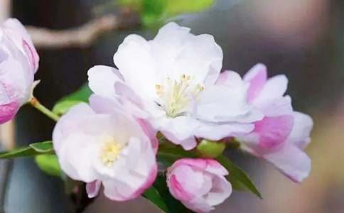 窗邊半抹海棠紅抒情700字初三作文范文(通用5篇)