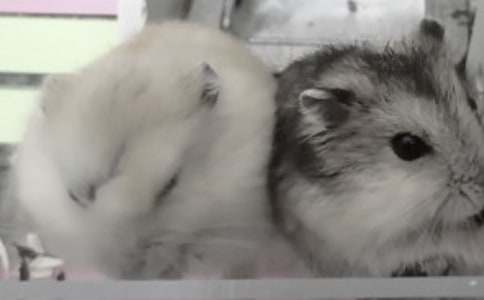 我的小倉鼠500字作文(精選22篇)