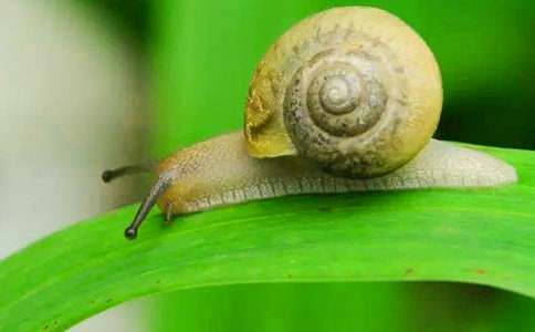 蝸牛觀察記作文