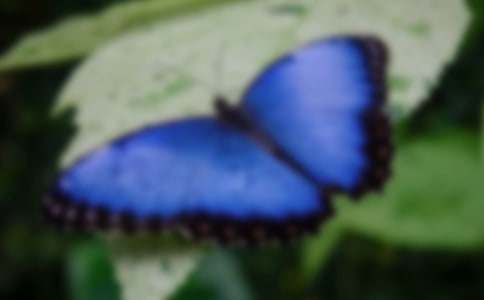 捉蝴蝶一年級(jí)作文（精選21篇）