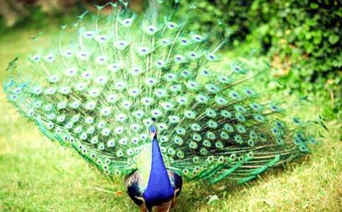 兒童哲理故事：孔雀的悲哀