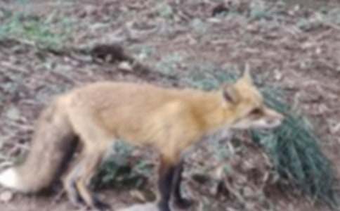 烏鴉和狐貍續(xù)寫作文（通用33篇）