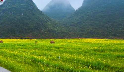 (推薦)春游玄武湖作文14篇