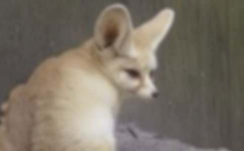 烏鴉與狐貍續(xù)寫