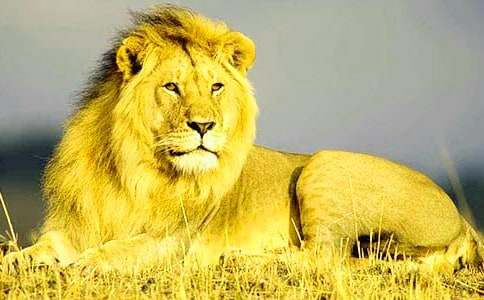 假如我是一只獅子作文（精選10篇）