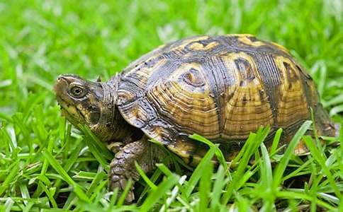 烏龜?shù)闹腔墼⒀怨适拢ㄍㄓ?0個(gè)）