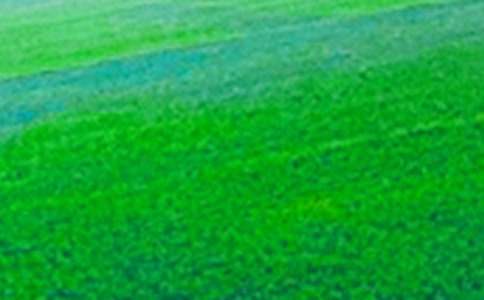 小學(xué)五年級田野即景作文（通用42篇）