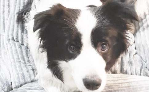 實用的我家的小狗二年級作文24篇