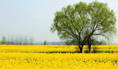 【精品】春游游記作文15篇