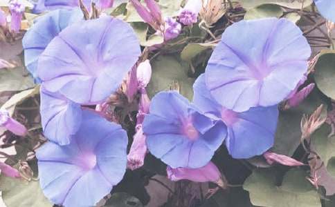 我最喜歡的牽?；ㄗ魑模ㄍㄓ?5篇）