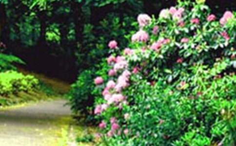 我家的小花園作文500字(精選40篇)