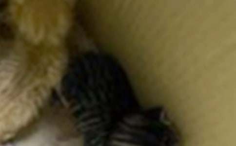 寫(xiě)小貓的擬人句練習(xí)130句