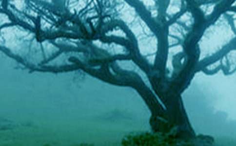 借物抒情的作文600字:仰望大樹(精選27篇)