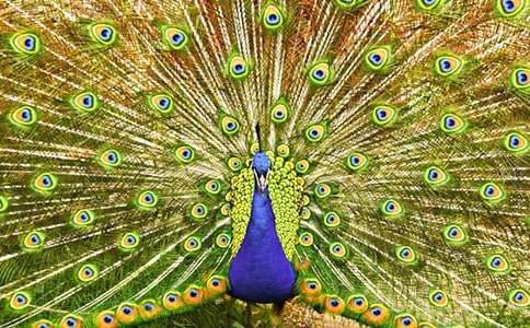 關(guān)于驕傲的孔雀童話作文(通用31篇)