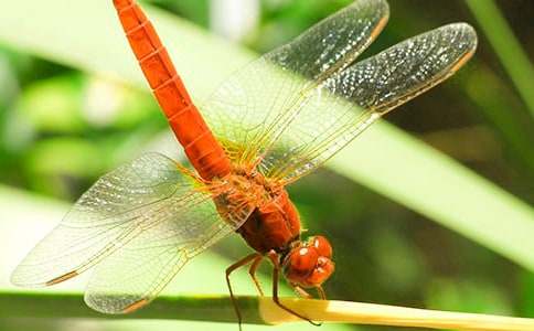 筍做的竹蜻蜓童話作文（通用6篇）