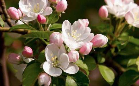 大魚(yú)海棠觀后感（通用45篇）