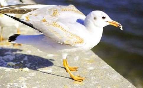 喂海鷗二年級(jí)作文(通用18篇)