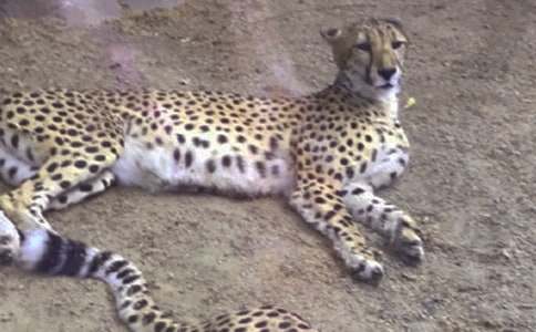 豹子和蝸牛作文