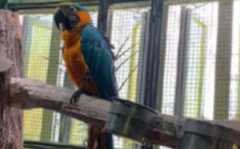 鸚鵡和家貓?jiān)⒀怨适?/><span style=