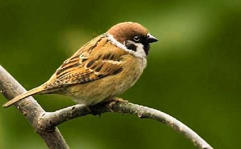 描寫(xiě)麻雀的作文7篇