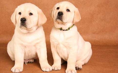 描寫我家小狗的作文800字（通用25篇）