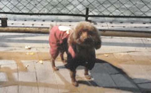 三年級小狗作文(通用41篇)