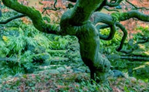 【精選】大樹與小草作文300字18篇