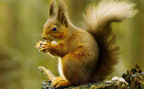 狀物作文600字:小松鼠(通用17篇)