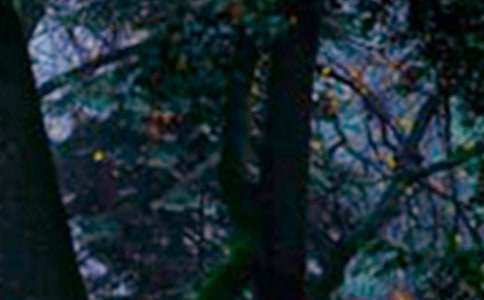 三鄰居森林童話作文300字