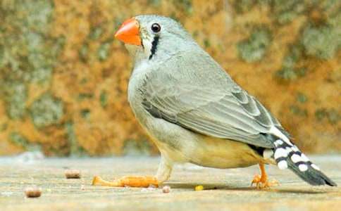 關(guān)于珍珠鳥的作文350字