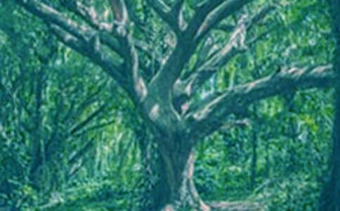 仰望大樹作文800字初二