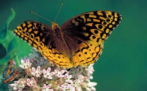 描寫蝴蝶蘭的作文4篇【實用】