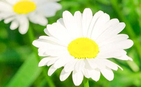 描寫菊花的一年級作文5篇