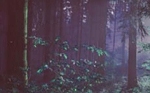 《失蹤的森林王國(guó)》續(xù)寫(xiě)作文