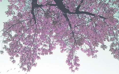 大班秋季班級(jí)管理工作計(jì)劃