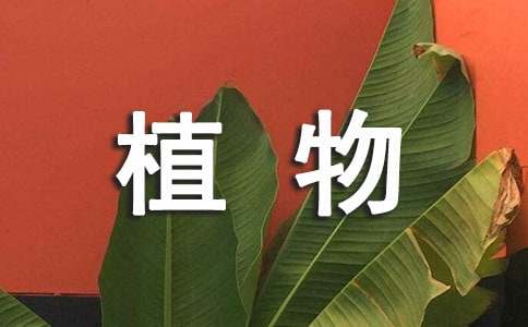 植物生長觀察作文500字