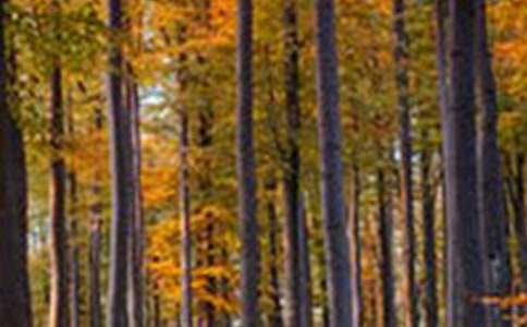 森林童話小學(xué)作文八篇