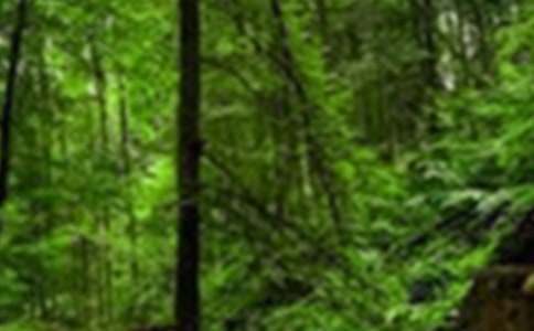 關(guān)于森林童話小學(xué)作文九篇