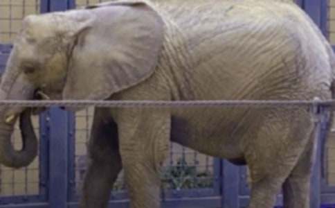 我喜歡的動物大象作文（通用3篇）