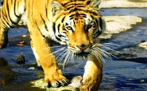 假如我是一只老虎作文(通用3篇)