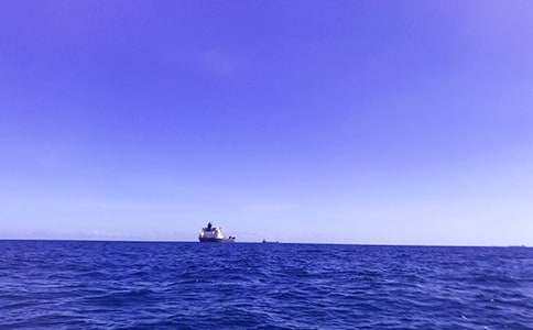 胖大海作文200字（通用56篇）