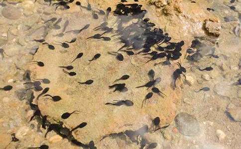 捉蝌蚪作文600字(精選4篇)