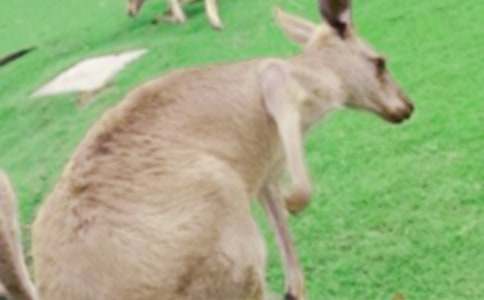 袋鼠的自述說(shuō)明文優(yōu)秀