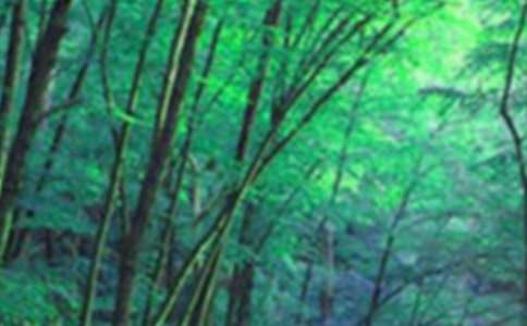 森林童話小學作文300字9篇