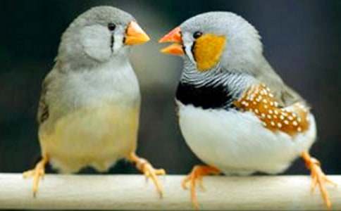 語文珍珠鳥教學(xué)反思