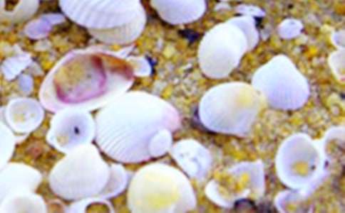 寫海邊撿貝殼作文600字（精選5篇）