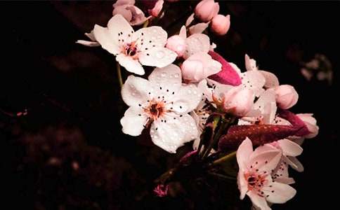 賞梨花作文400字（精選4篇）